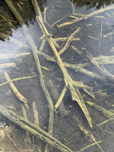 This close-up photo, taken at Oosterweg, Overveen, captures a serene view of numerous branches and twigs submerged in clear, shallow water